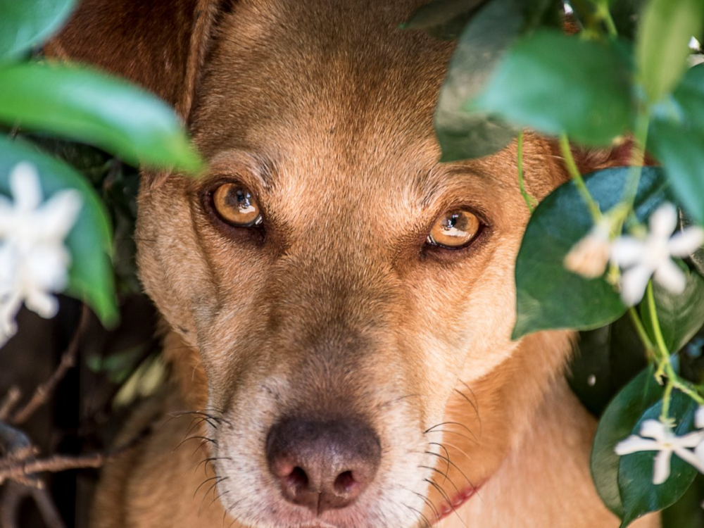 Photograph of OBi waking up when he was hiding in the ivy.